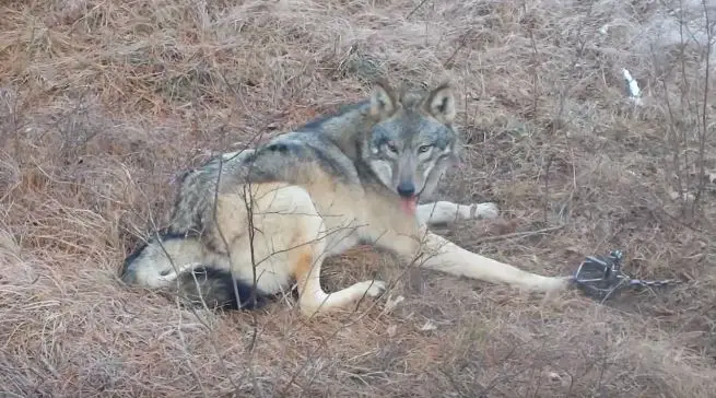 wolf trapped