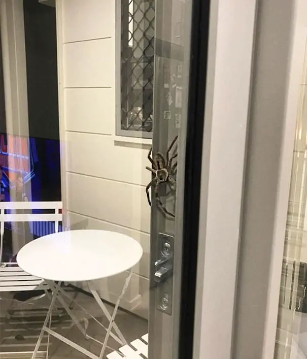 giant huntsman spider