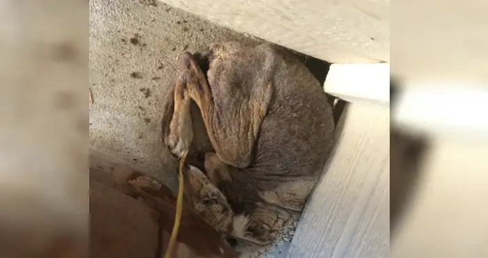 baby coyote rescued