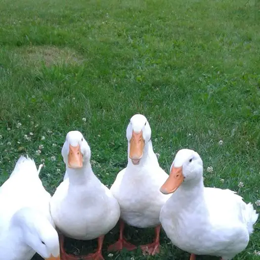 ducks got arrested