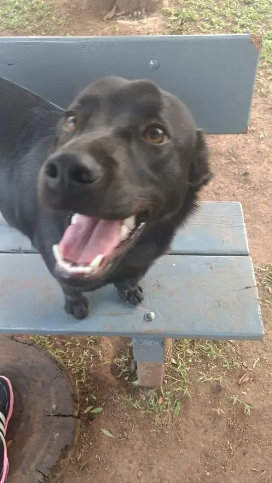 dog shares blanket