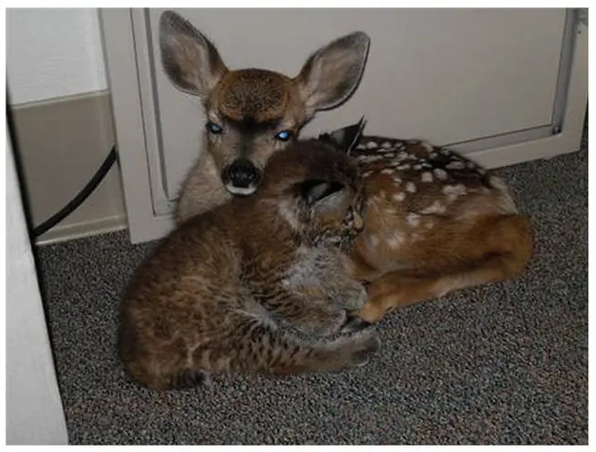 bobcat and fawn