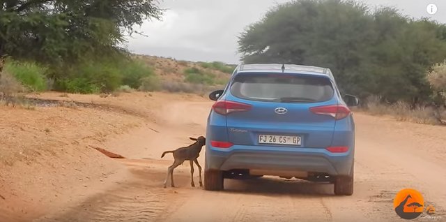 baby wildebeest and car