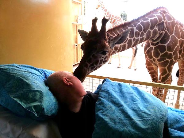 giraffe kissing dying man