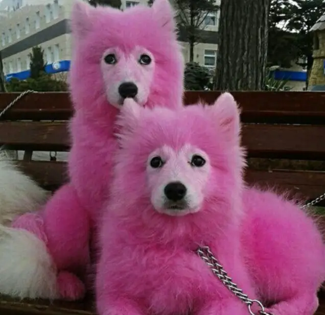 pink puppies