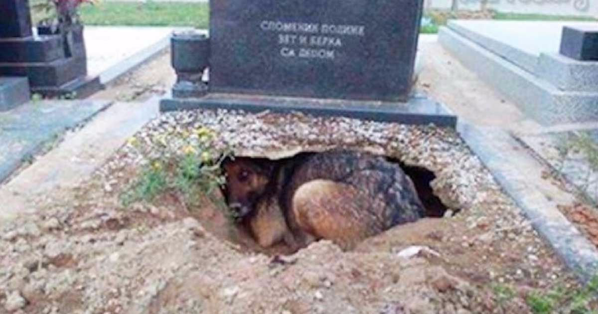 dog in the grave