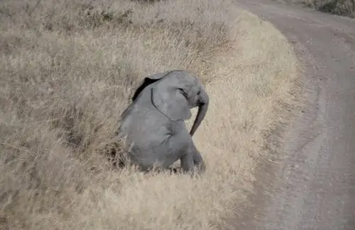 baby elephant tantrum