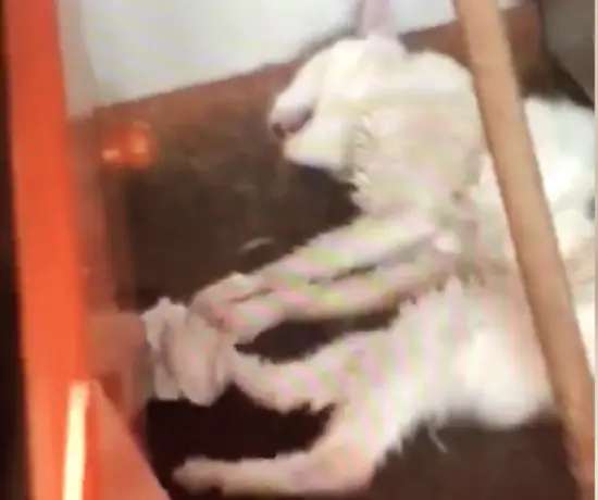 man tortured cat