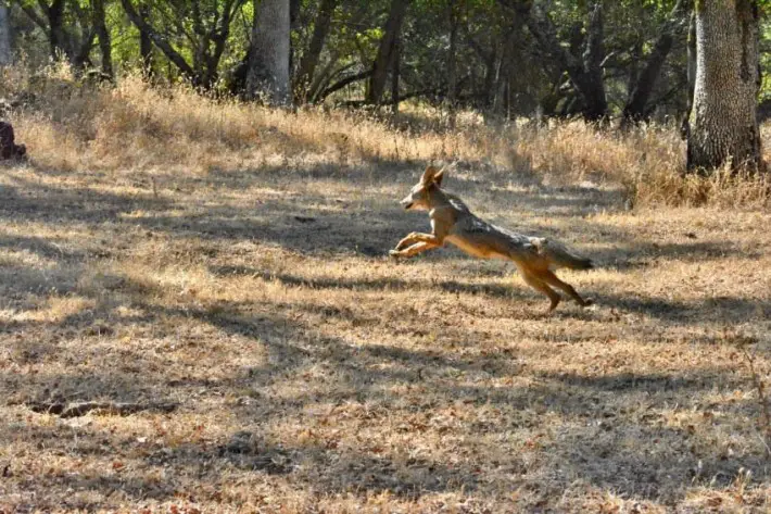 baby coyote rescued