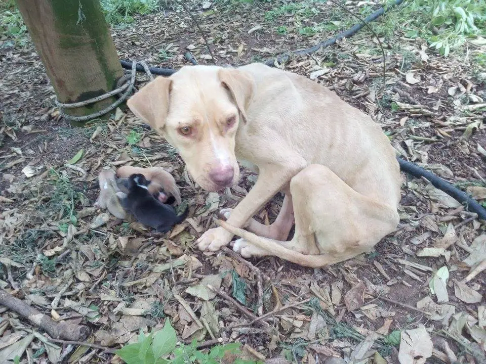 dog and puppies