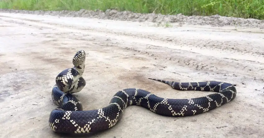 snake kills copperhead