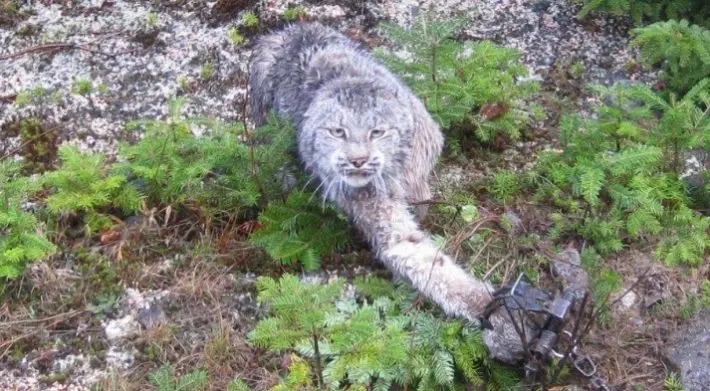 lynx trapped