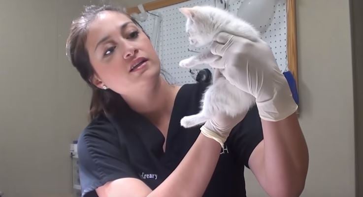 kitten with ear infection
