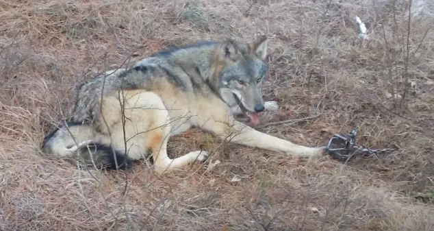 wolf trapped