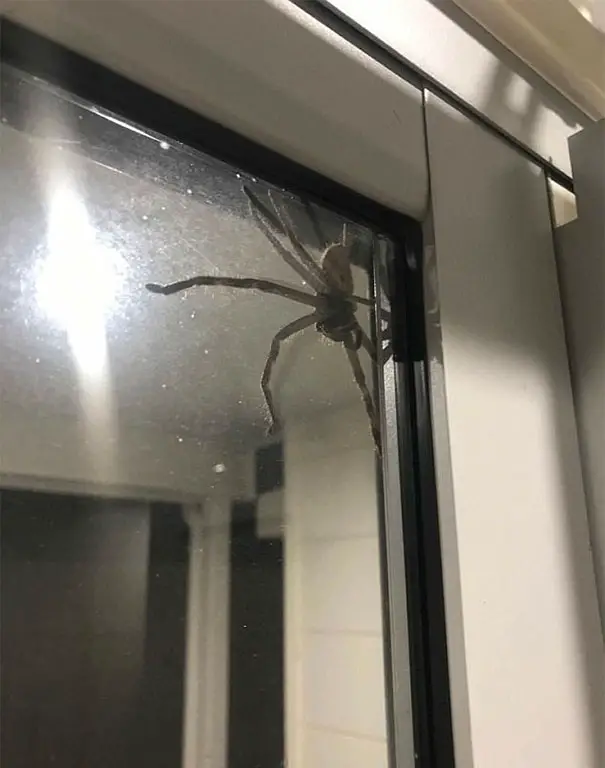 giant huntsman spider