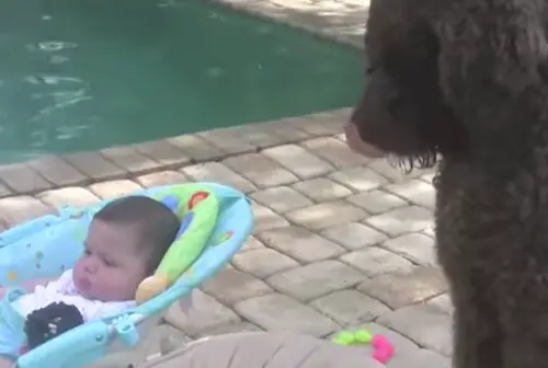 twins and dog