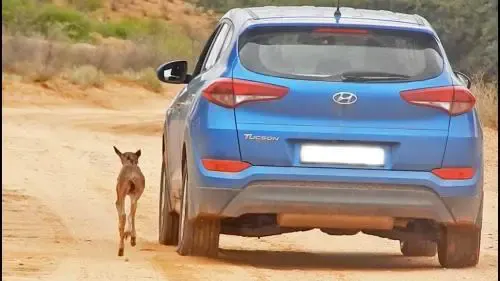 baby wildebeest and car