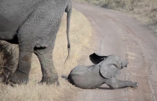 baby elephant tantrum