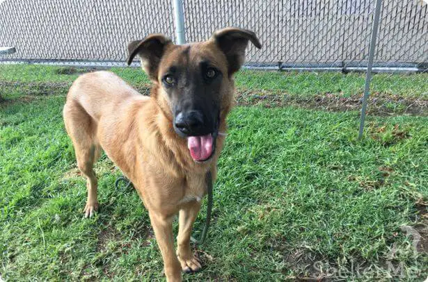 shelter dog feels sad