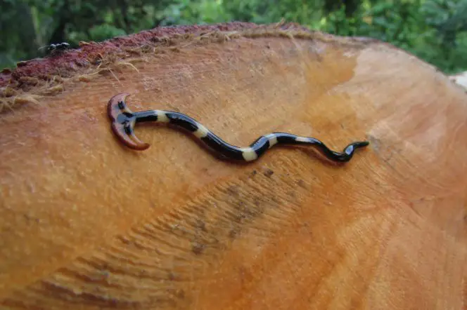 hammerhead worm