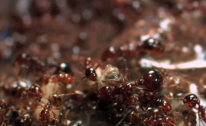 fire ants and water