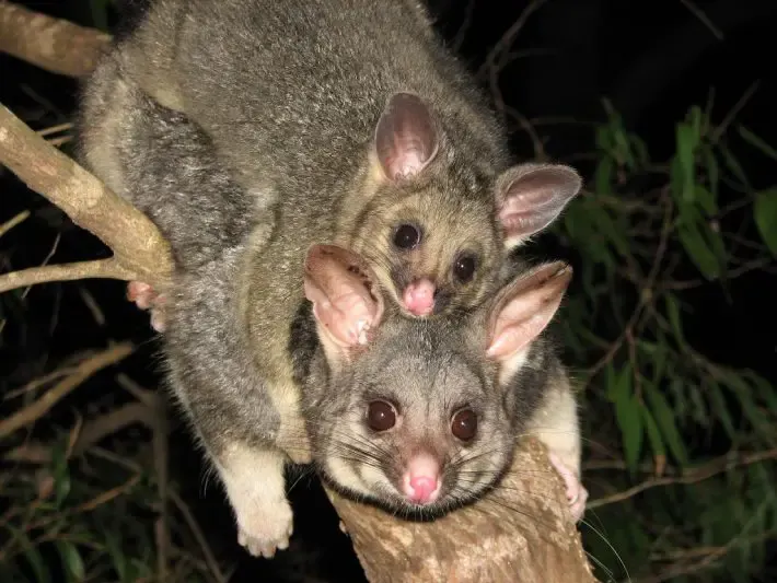 possum in tissue paper dispenser