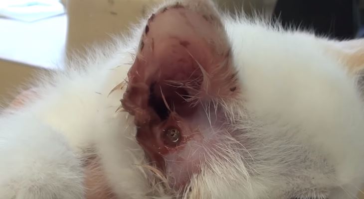kitten with ear infection