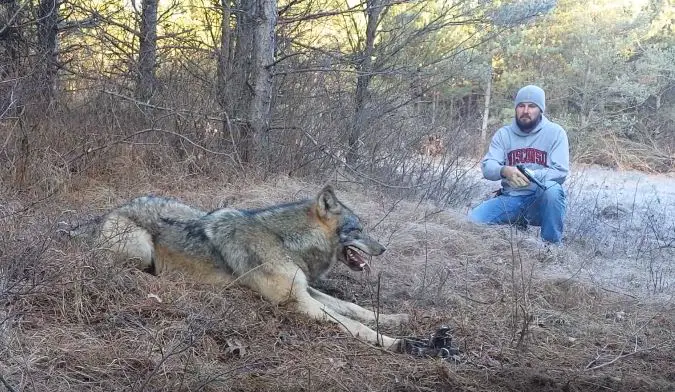 wolf trapped