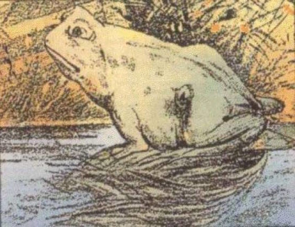 horse in a frog