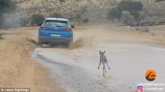 baby wildebeest and car