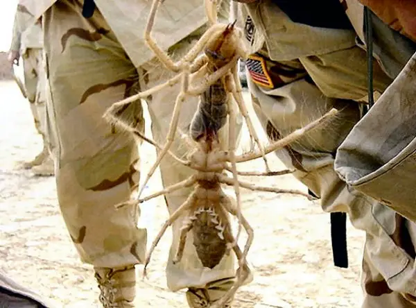 camel spiders