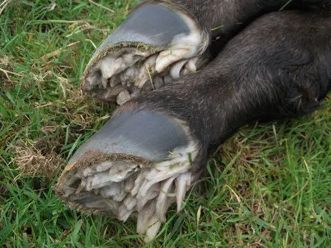 foal hooves