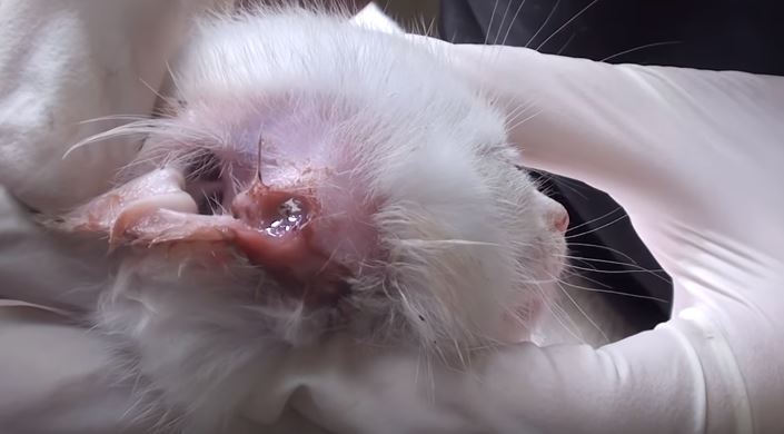 kitten with ear infection