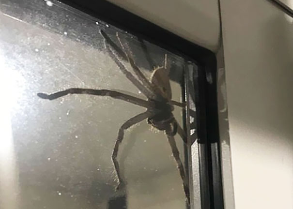 giant huntsman spider