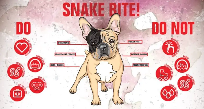 pit bull and snake