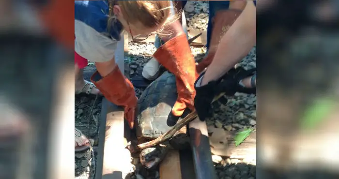 turtle in train track