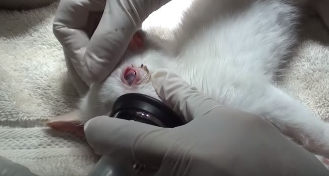kitten with ear infection