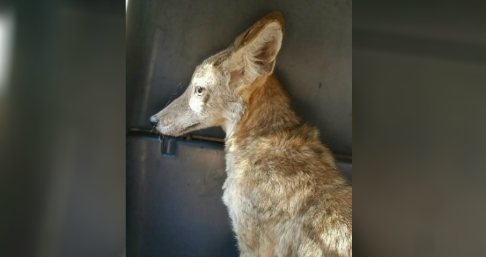 baby coyote rescued