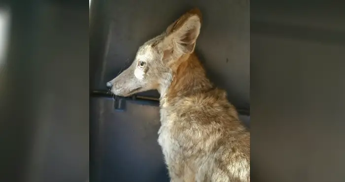 baby coyote rescued