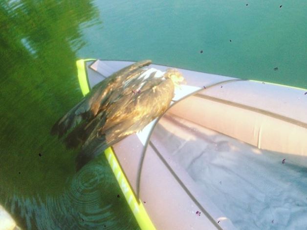 kayaker and eagle