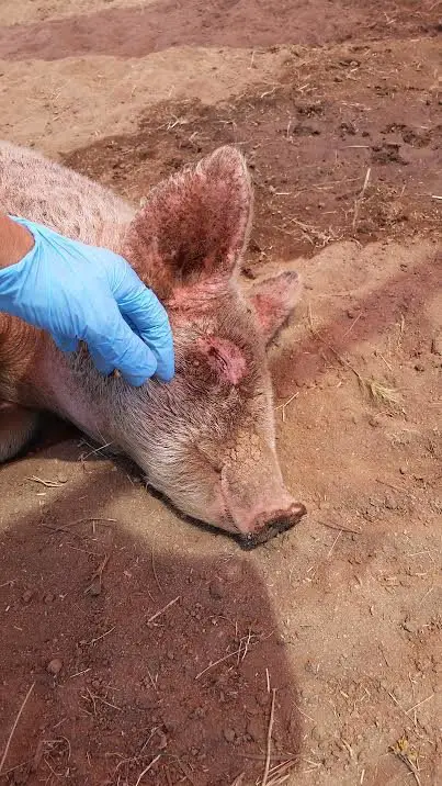 sick piglet with mange