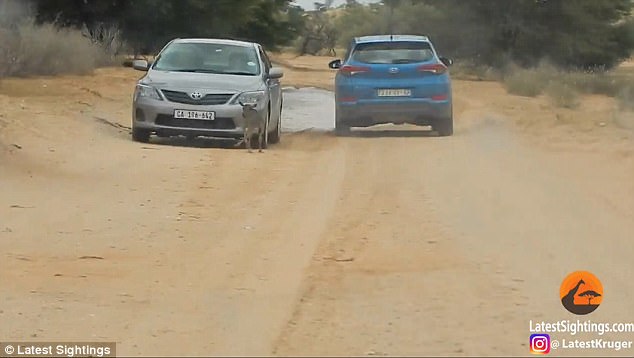 baby wildebeest and car