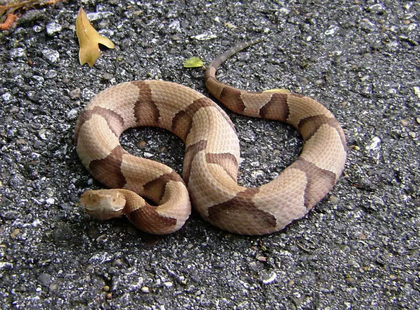 snake kills copperhead