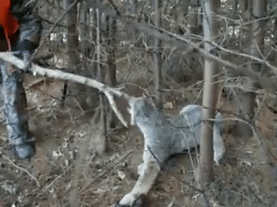 lynx trapped