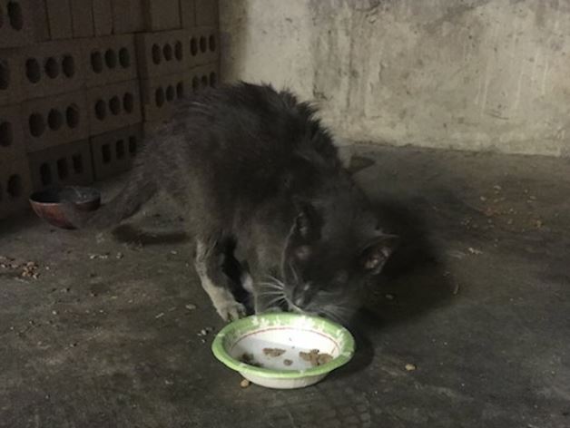 senior cat in basement