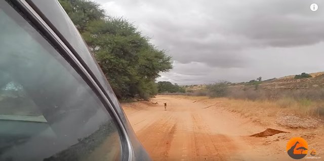 baby wildebeest and car