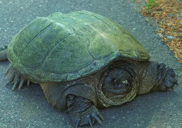 turtle in train track