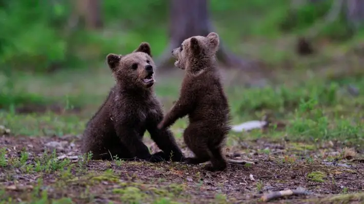 officer and bear cubs