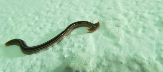 hammerhead worm