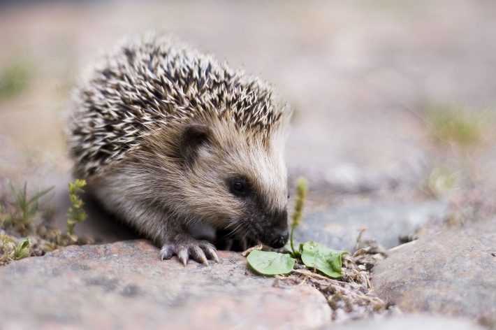 hedgehog in trouble